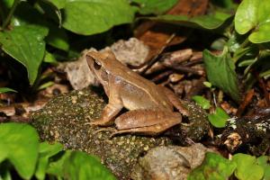 武夷山國家公園發(fā)現(xiàn)兩棲動物、大型真菌新物種